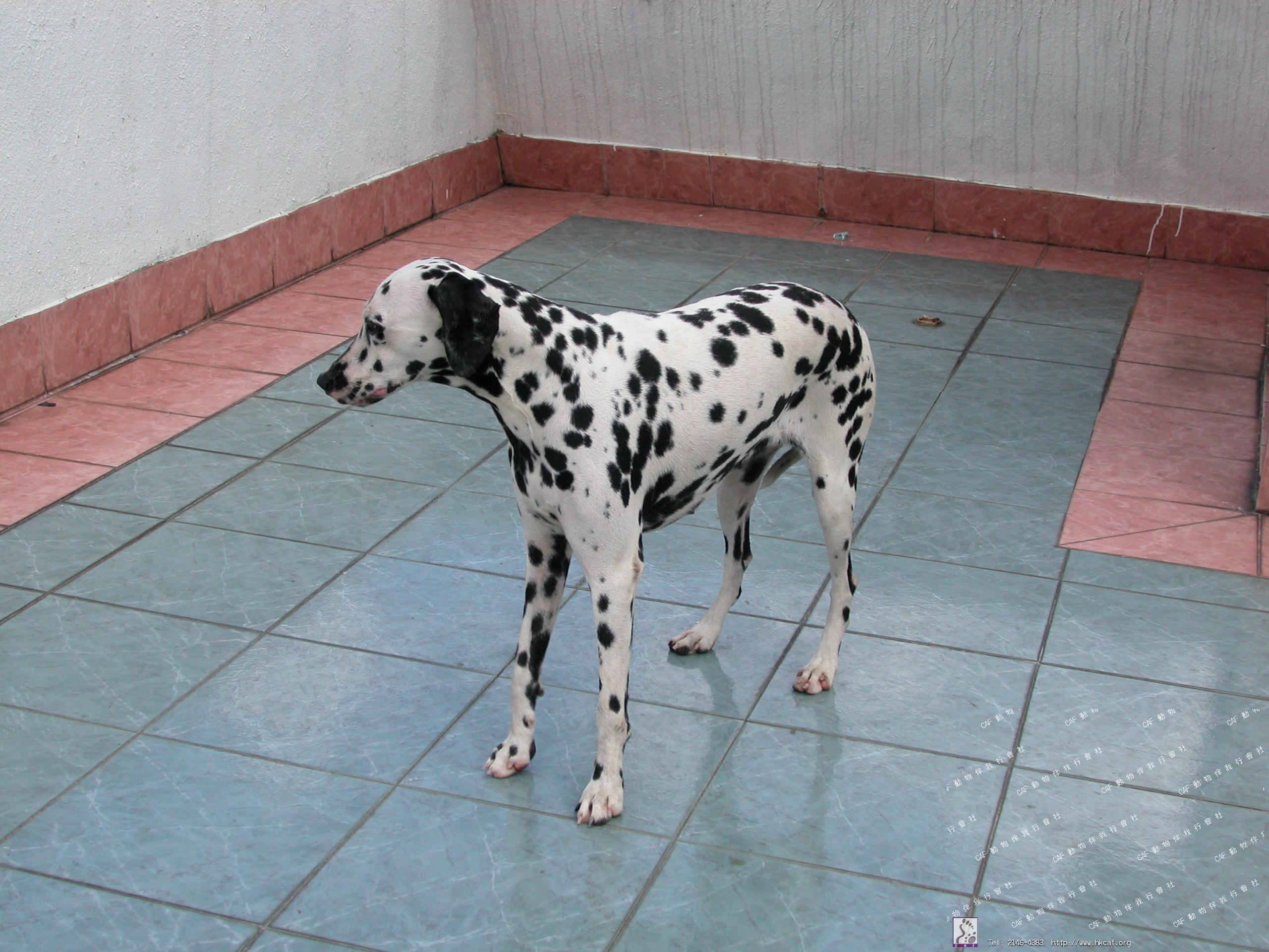 Polo (Dog - Dalmatian ( 23-25kg ))