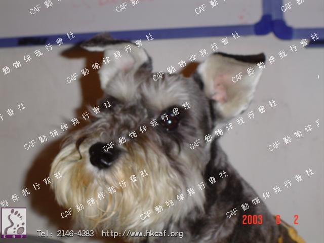 Sor B (Dog - Schnauzer - Mini ( 6-7kg))