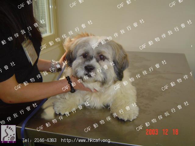 Tai Kau (Dog - Lhasa Apso (6-7kg))