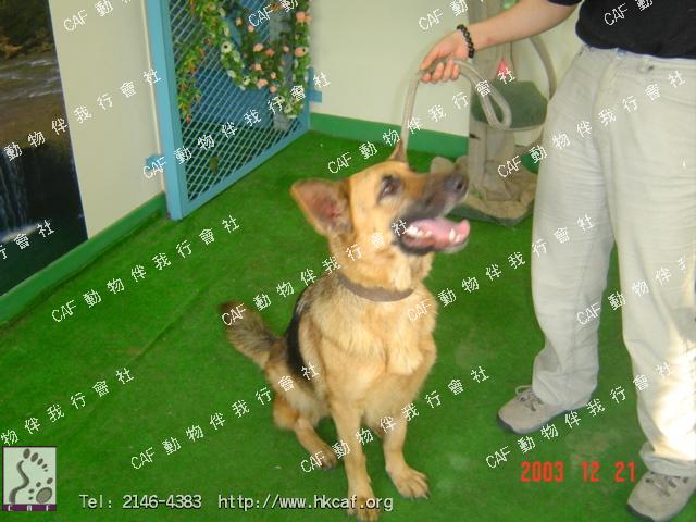 Gili (Dog - Sheepdog - German Sheperd (GSD) (33-43kg ))