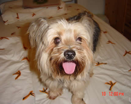 Flora Ho ( Testing ) (do not delete ) (Dog - Terrier - Yorkshire (<3.5kg))