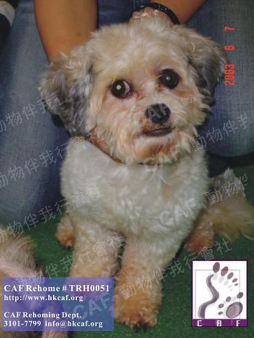 TRH0051 (Dog - Chinese - Shih Tzu (5-7kg))