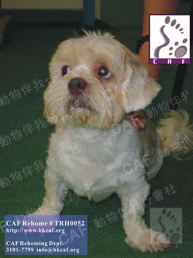 Brown Nose  (Dog - Lhasa Apso (6-7kg))