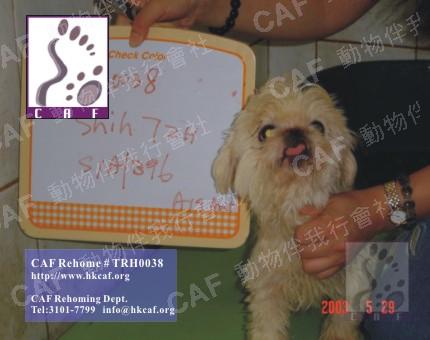 TRH0038 (Dog - Chinese - Shih Tzu (5-7kg))