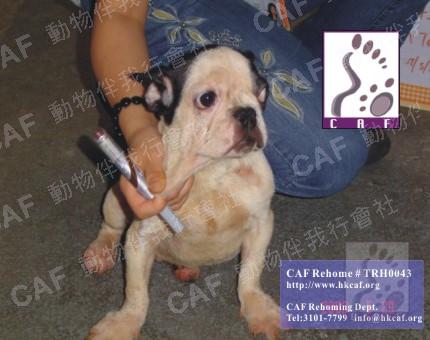 TRH0043 (Dog - Bulldog - Olde English ( 30-48kg))