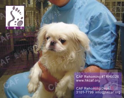 White Pekingese (Dog - Chinese Pekingese (3-6kg))