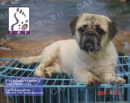 Pug Chai  (Dog - Chinese - Pug ( 6-8kg))