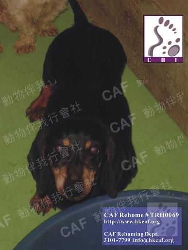 TRH0069 (Dog - Hound - Dachshund (mini) (4-5kg))