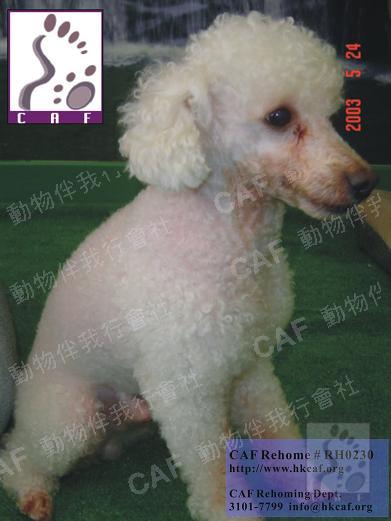 Summer (Dog - Poodle - (mini )  (12-14kg))