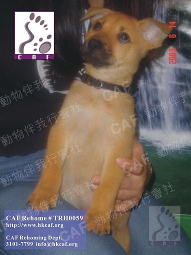 TRH0059 (Dog - Japanese GunDog (8-15kg))