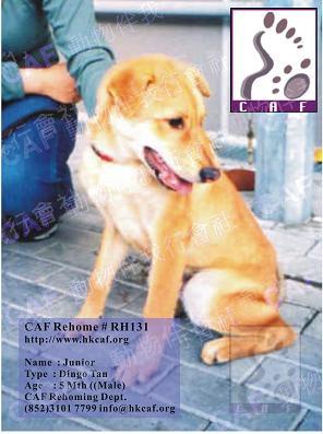Gabbie (Dog - Antiquity - Canaan dog (  16-25kg))