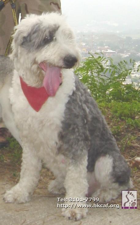 Scotty (Dog - Sheepdog - Old Engish (OES) (30-32kg))