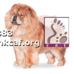 Lion (Dog - Chinese Chow Chow (20-32kg))