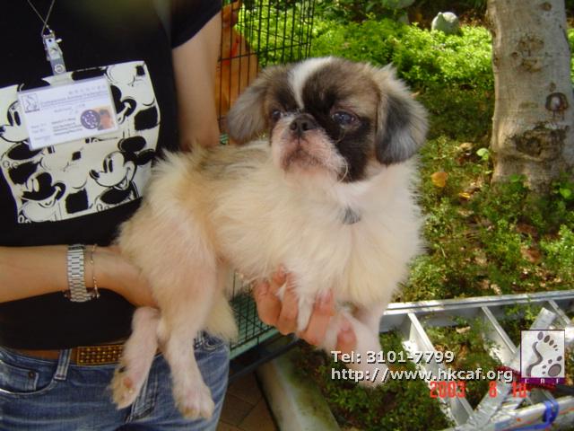 Siu Mor Guoi (Dog - Chinese - Shih Tzu (5-7kg))