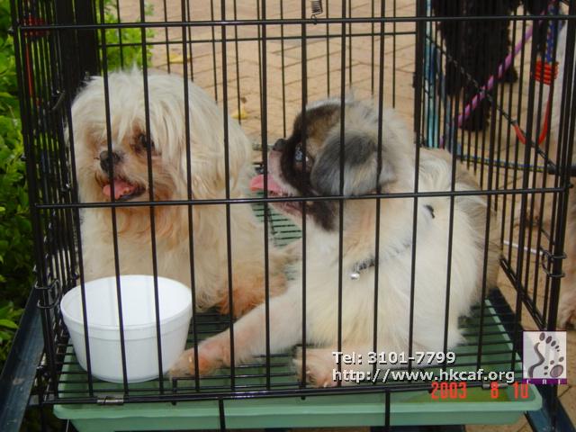 Lui Lui (Dog - Chinese - Shih Tzu (5-7kg))