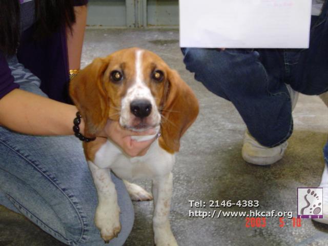 Fei Fei (Dog - hound - Beagle ( 8-14kg ))