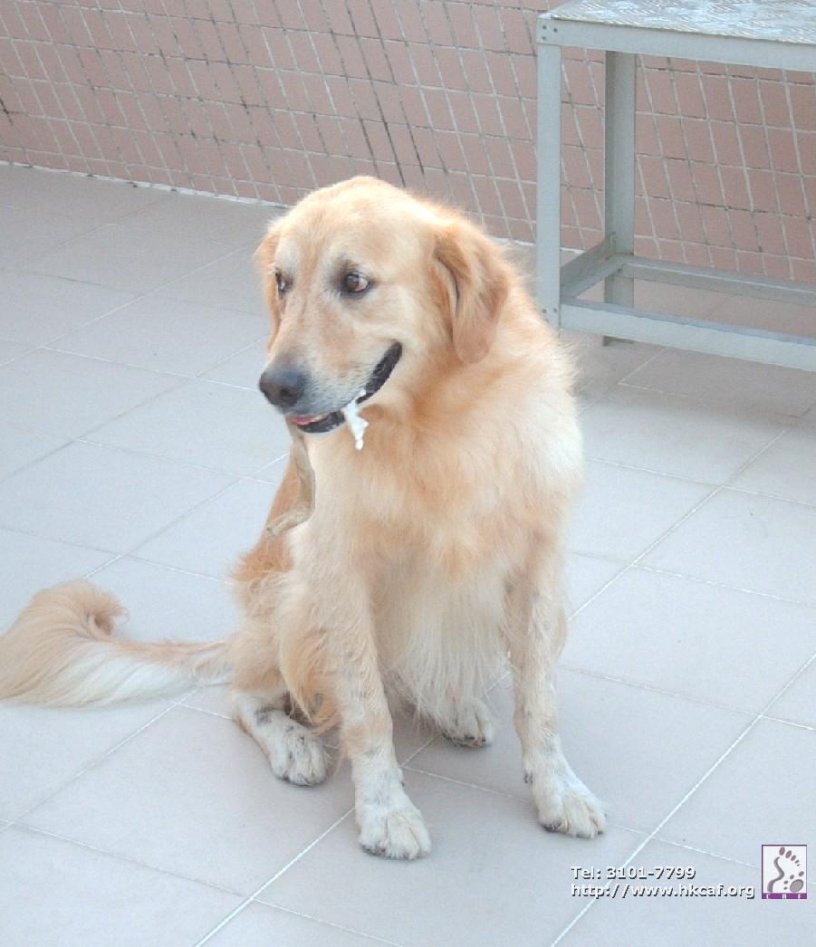 Pepsi (Dog - Retriever - Golden (27-36kg))