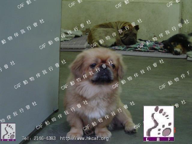 Dee Dee II (Dog - Chinese Pekingese (3-6kg))