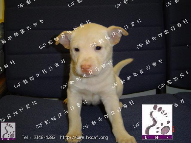 Creamy (Dog - Retriever - Golden (27-36kg))