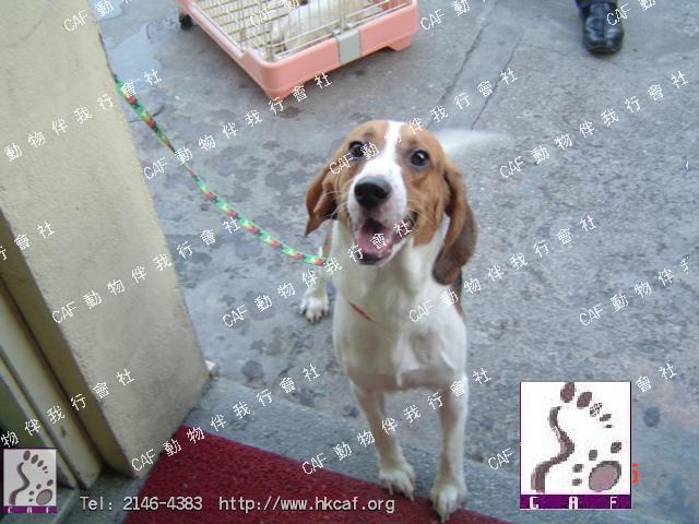 Bing Bing (Dog - hound - Beagle ( 8-14kg ))