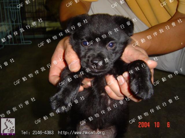 mui mui (Dog - Retriever - Labrador (25-34kg))
