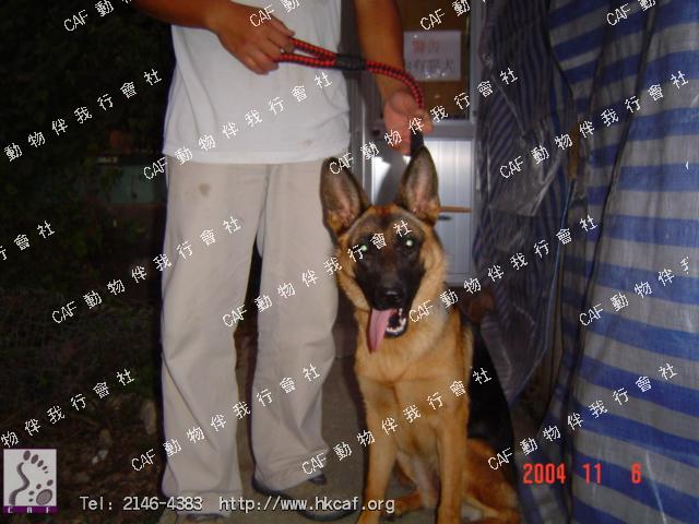 Mina (Dog - Sheepdog - German Sheperd (GSD) (33-43kg ))