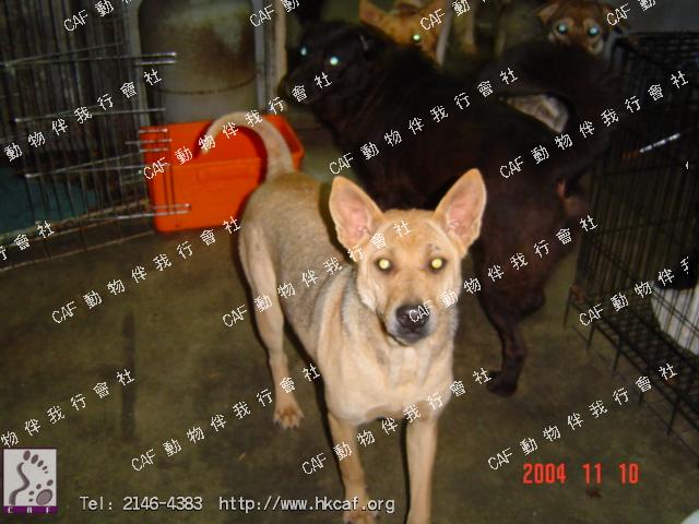 Sally (Dog - Chinese Shar Pei (16-20kg))