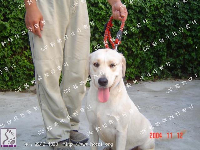 Sze Sze (Dog - Retriever - Labrador (25-34kg))