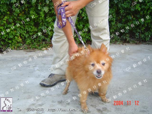 Ϊ (Dog - Spitz - Pomeranian (2-3kg))