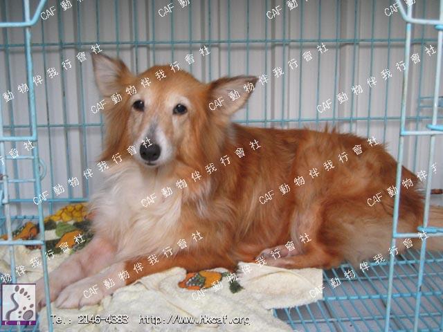 Shirley  (Dog - Sheepdog - Shetland(Seltie) (8-14kg))