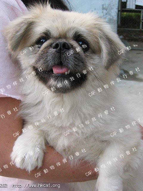 King King  (Dog - Chinese Pekingese (3-6kg))