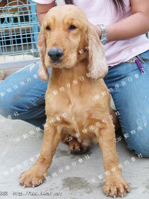 Chestnut (Dog - Spaniel - Cocker (13-15kg))