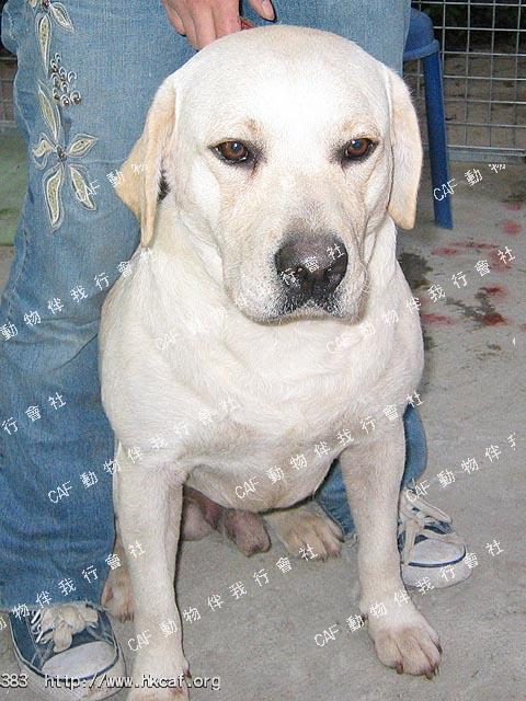 Dai Tau Michael (Dog - Retriever - Labrador (25-34kg))