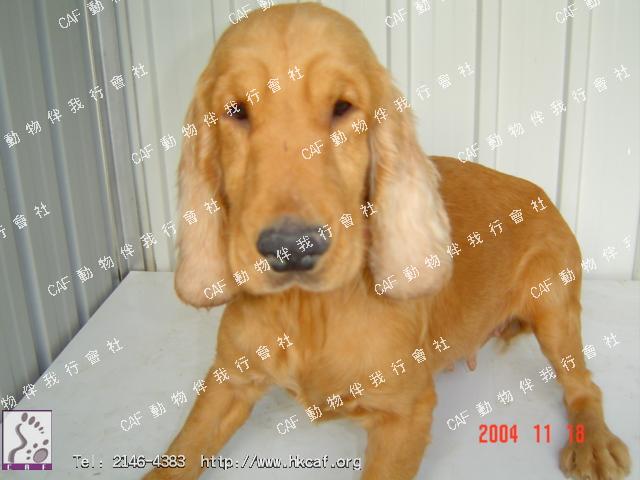 Marron (Dog - Spaniel - Cocker (13-15kg))