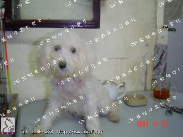 Cash( Chin Chin )  (Dog - Poodle - (mini )  (12-14kg))