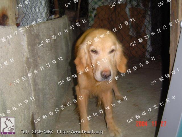 Goldie (Dog - Antiquity - Canaan dog (  16-25kg))