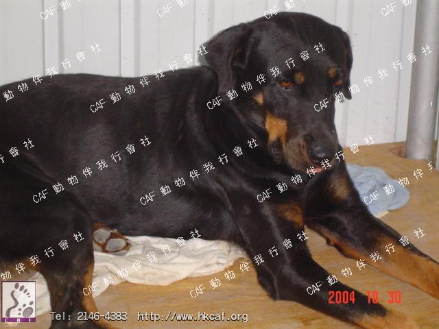 Ronna (Dog - Rottweiller ( 41-50kg))