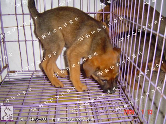 Shikuko cross baby 1 (Dog - Mongrel (medium ) (<7-20kg))