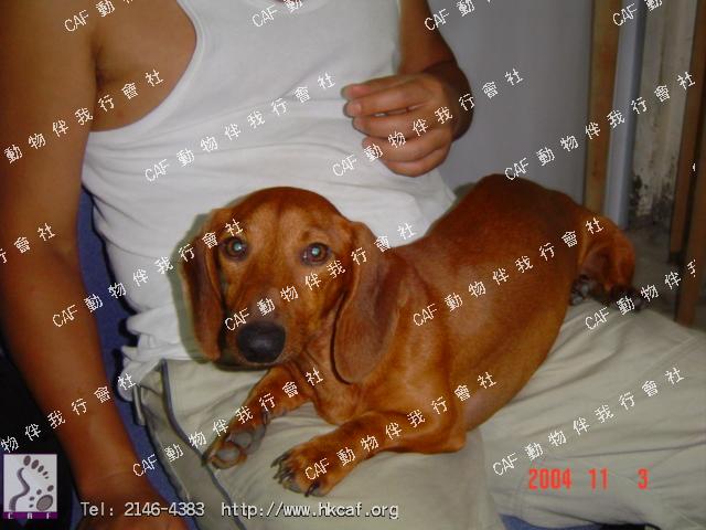 DA DA (Dog - Hound - Dachshund (mini) (4-5kg))
