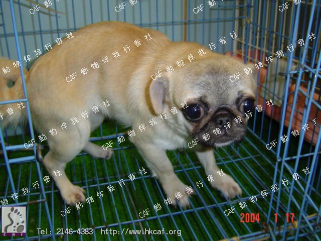 Pug (Dog - Pug ( 6-8kg))