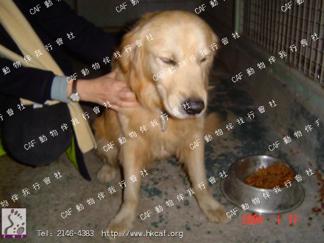 Golden Retriever (Dog - Retriever - Golden (27-36kg))
