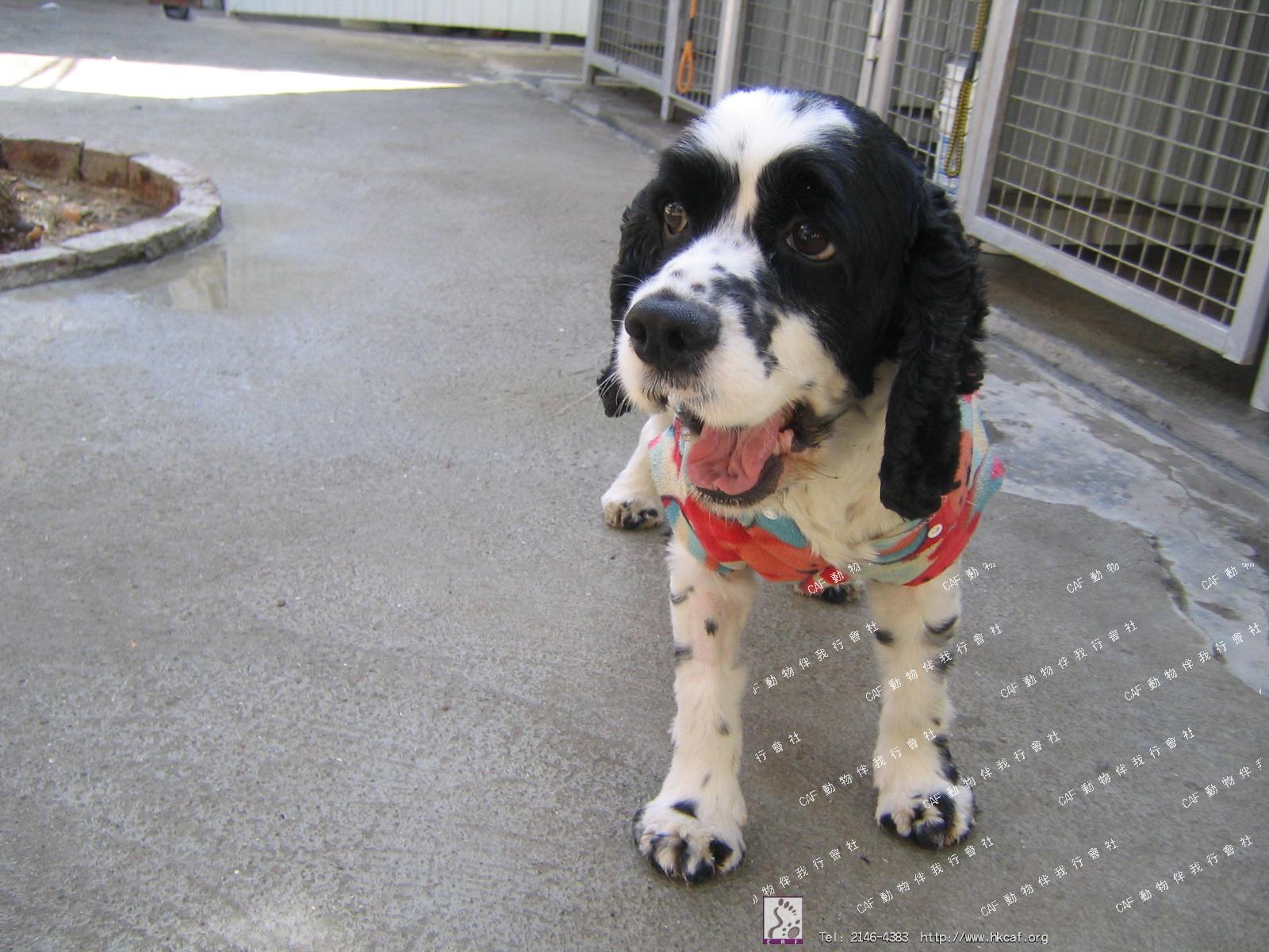 Bobby II (Dog - Spaniel - American Cocker (11-13kg))