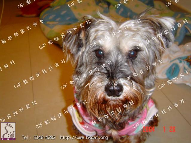 Ku Ku(Tammy) (Dog - Schnauzer - Mini ( 6-7kg))