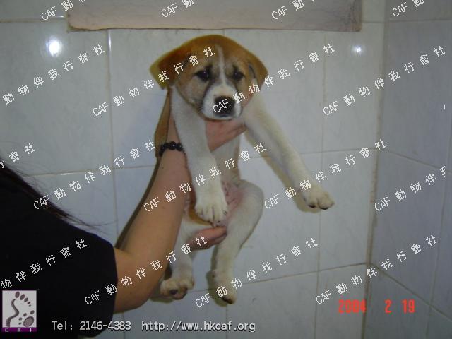 Chow Puppy (Dog - Mongrel (medium ) (<7-20kg))