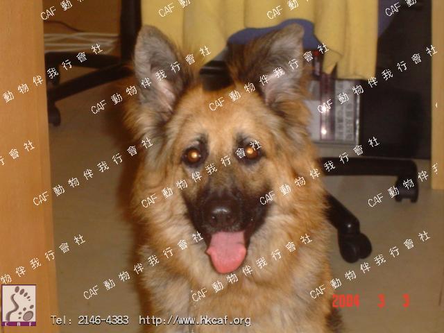 Guggi (Dog - Sheepdog - German Sheperd (GSD) (33-43kg ))