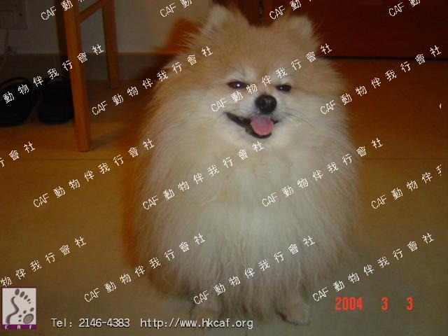 Galaxy - Chun Chun (Dog - Spitz - Pomeranian (2-3kg))