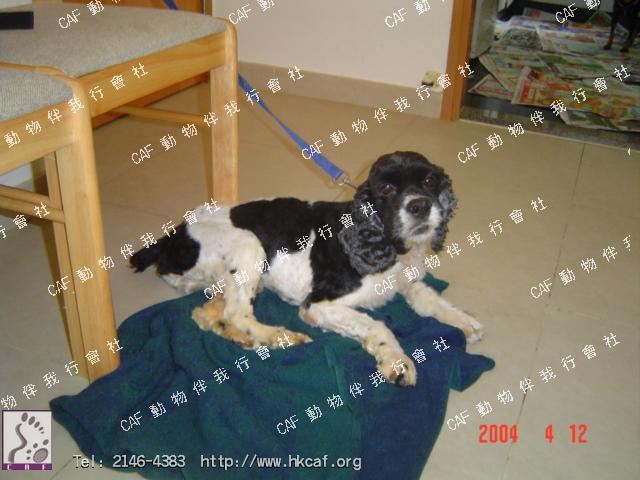 Bobby (Dog -Spitz - Japanese Spitz (5-6kg))