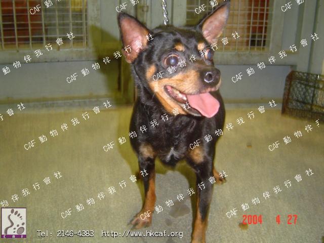 Mini Pin (Dog -Terrier - Pinscher - Mini ( 4-5kg))