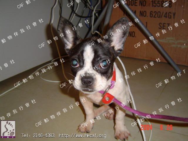 Boston (Dog - Terrier - Boston ( 5-11kg ))