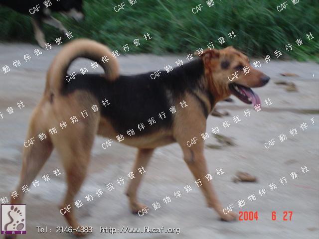 Bobby (Dog - Sheepdog - German Sheperd (GSD) (33-43kg ))